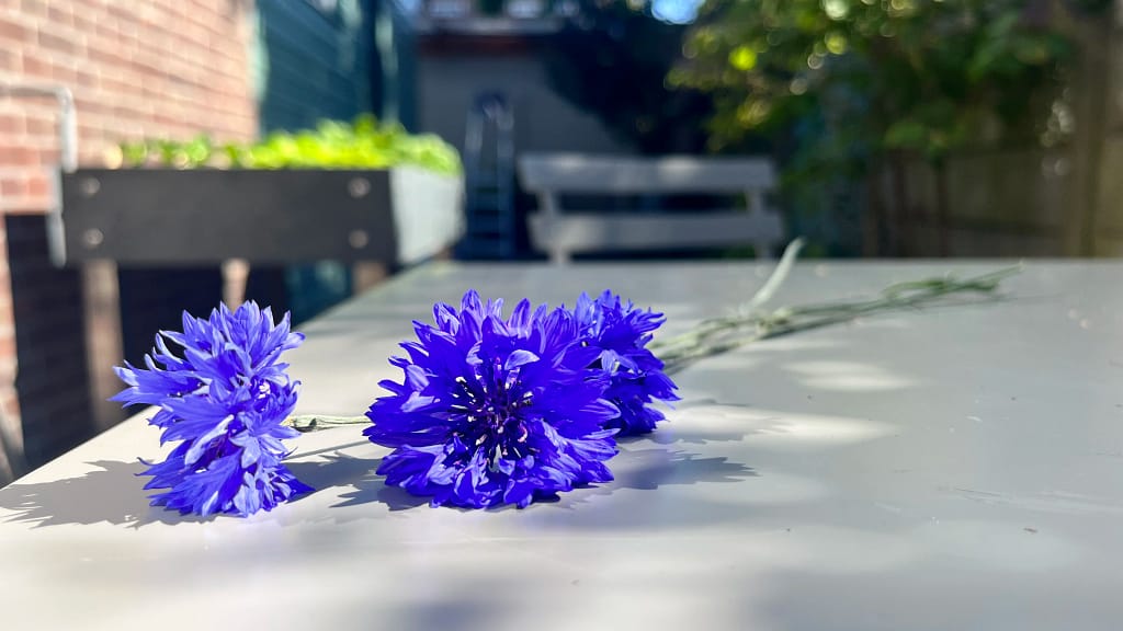 Korenbloemen