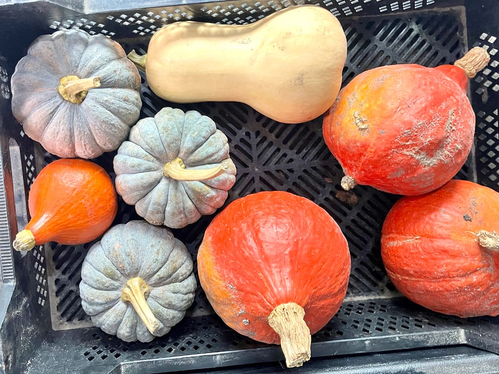 pompoenen september/oktober