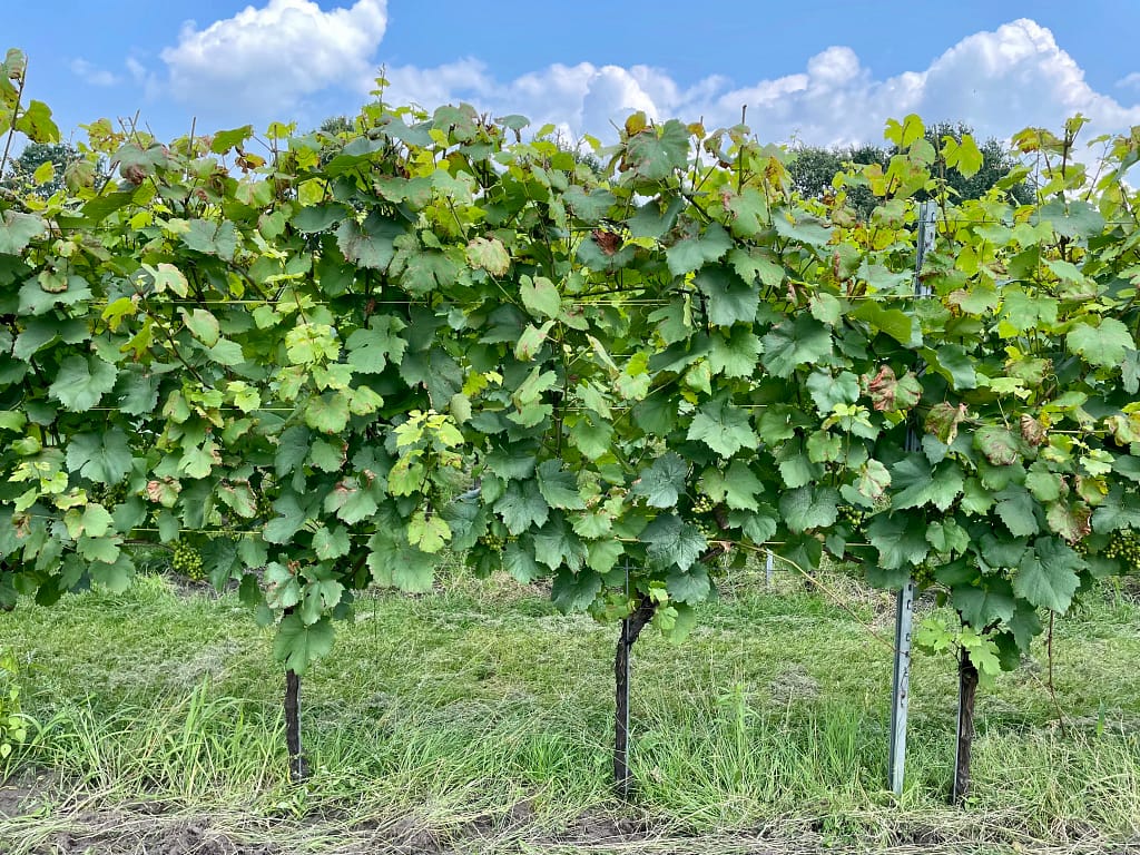 wijngaard oosterhout