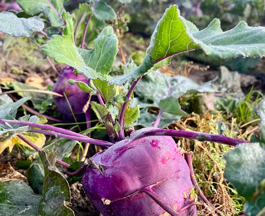 Paarse Koolrabi in de moestuin