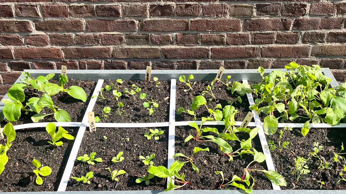Makkelijke moestuin