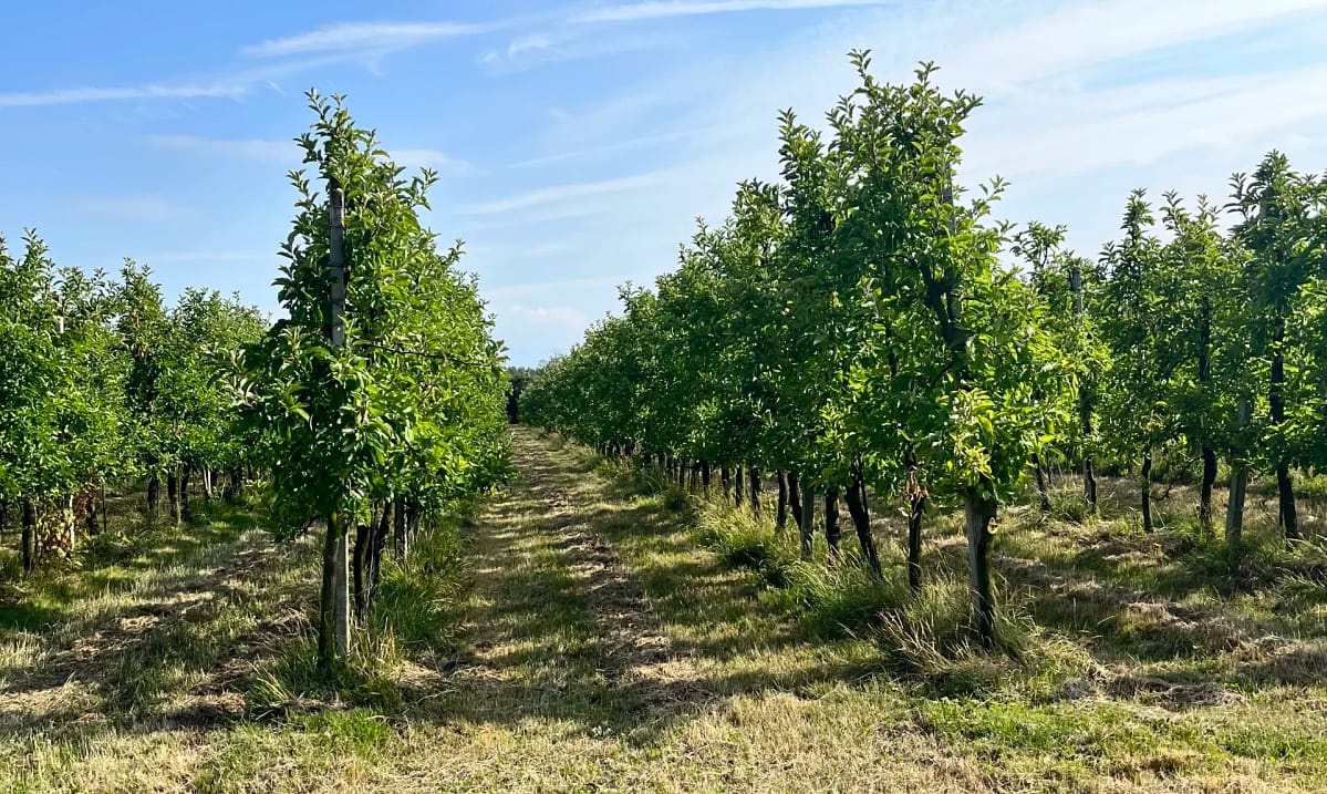 Appelbomen