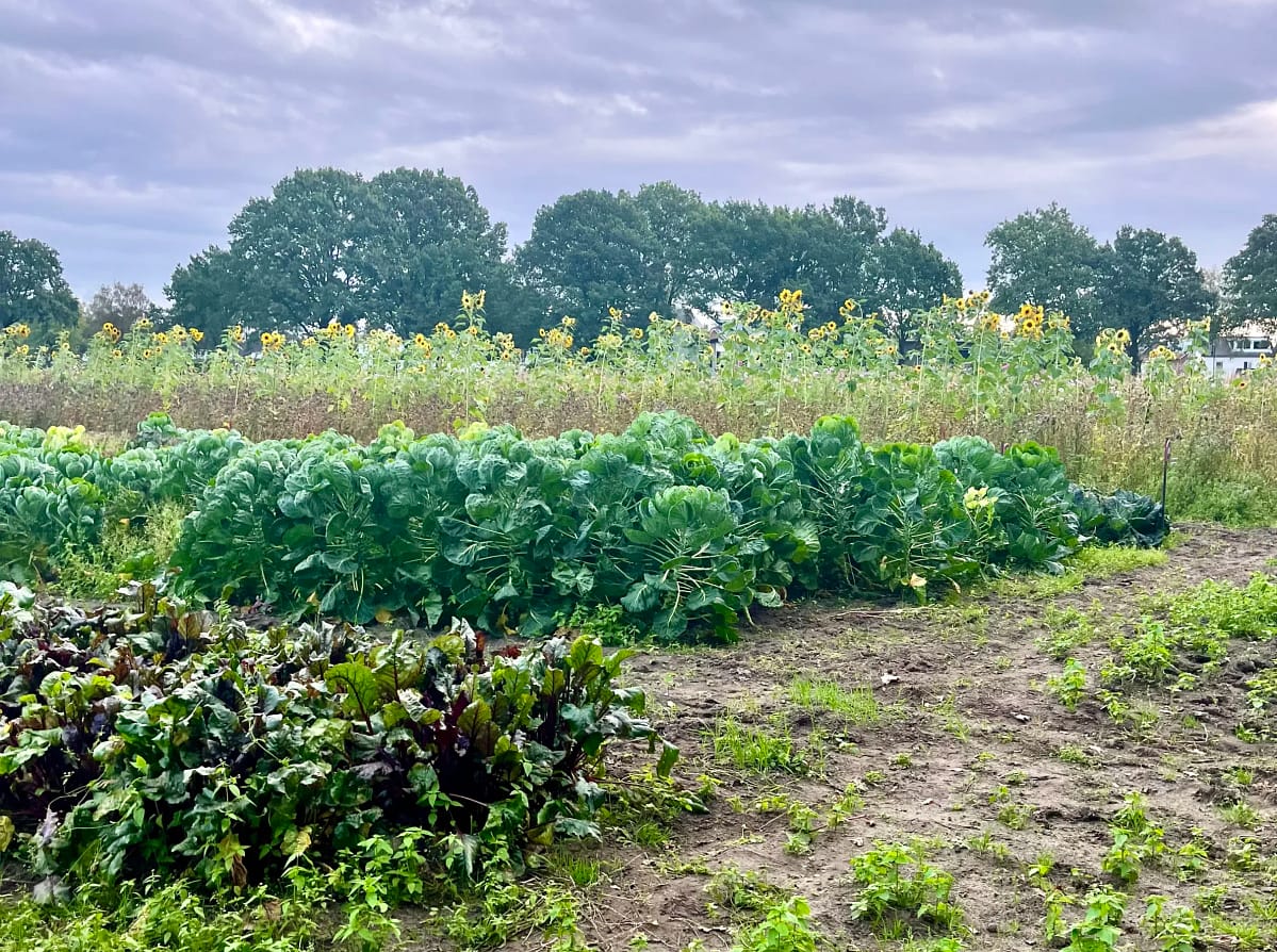 Seizoensgroenten: Bieten en spruiten in de moestuin