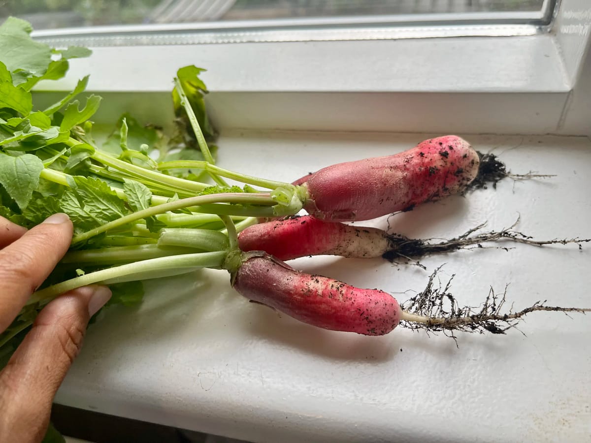 Overzicht van de seizoensgroenten en fruit in mei