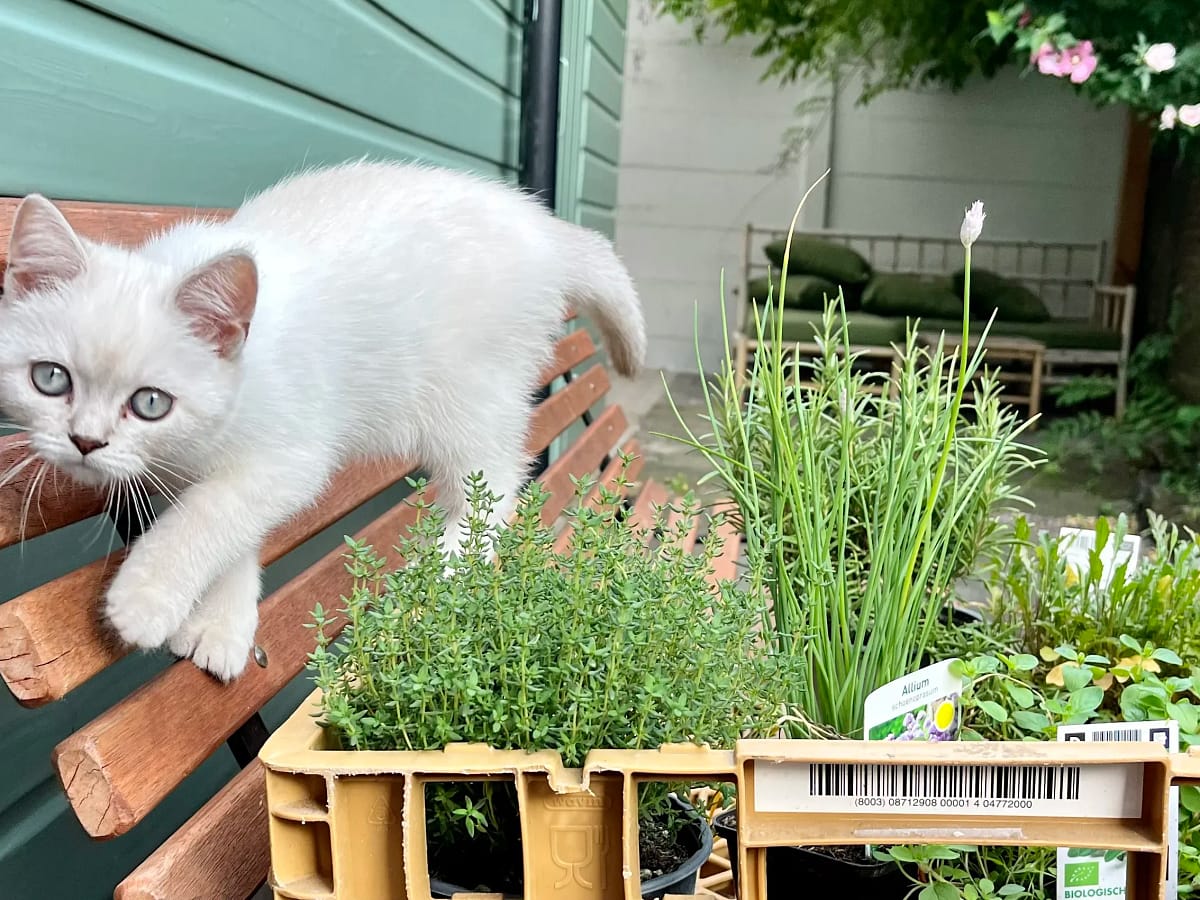 Tuinieren met de kat