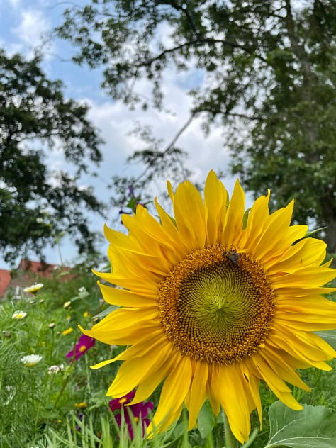 Simpel leven: zonnenbloem in bloemenveld