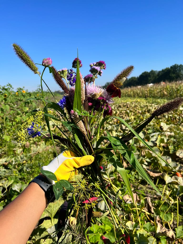 Bloemen plukken om te drogen